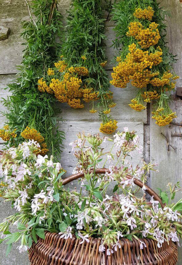 Травы высушиваются естественным путем.