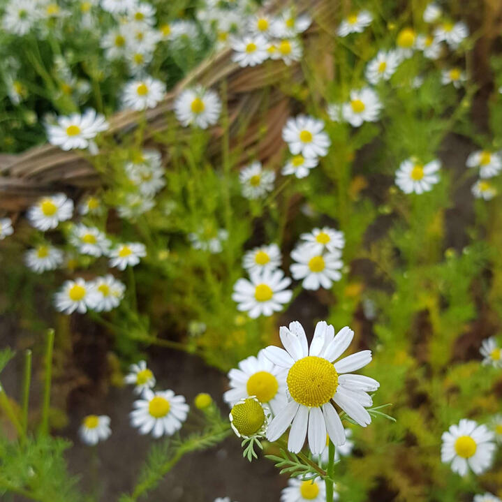 Производитель органических трав и травяных смесей.