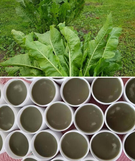 Krienų lapų tepalas 100ml